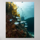 Recherche de scaphandre posters Plongeur