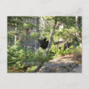Recherche de ours noir cartes postales Randonnée
