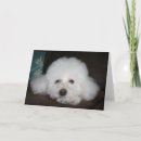 Recherche de chien caniche vœux cartes Joie