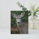 Recherche de biche vœux cartes Faune