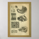 Recherche de estomac posters Médical