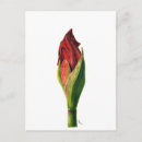 Recherche de amaryllis cartes postales Rouge