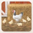 Recherche de poussin de bébé bar Poussins