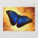 Recherche de papillon bleu de morpho cartes postales Tropical