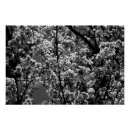 Recherche de arbre blanc posters Noir et blanc