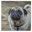 Recherche de chien carlin carreaux Chiens