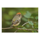 Recherche de roitelet posters Animal