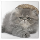 Recherche de chaton persan Animaux domestiques