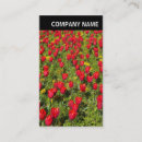 Recherche de tulips cartes visite Moderne