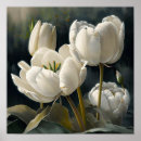 Recherche de tulipe blanche posters Fleurs blanches