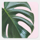 Recherche de monstera autocollants Nature