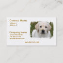 Recherche de chiot de golden retriever cartes visite Chien