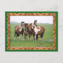 Recherche de appaloosas cartes postales Chevaux