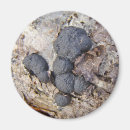 Recherche de carbone magnets Champignon