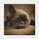 Recherche de somnolent magnets Animaux