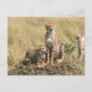 Recherche de guépards cartes postales Safari