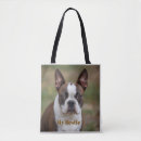 Recherche de boston terrier Pour elle