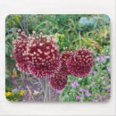Recherche de allium Plante
