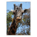 Recherche de série de girafe Animaux