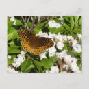 Recherche de papillon fritillaire cartes postales Grand framboise