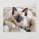 Recherche de chats mignons cartes postales Amoureux des animaux