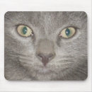 Recherche de chatons gris tapis souris Yeux