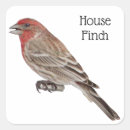 Recherche de finch autocollants Faune