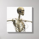 Recherche de cage thoracique Biologie