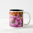 Recherche de tulipe tasses Ferme