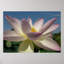 Recherche de fleur lotus rose posters Photographie