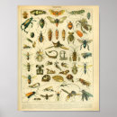 Recherche de insectes posters Guêpe
