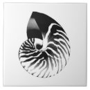 Recherche de nautilus carreaux Coquillage