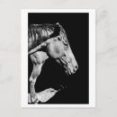 Recherche de profil de cheval cartes postales Ferme