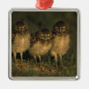 Recherche de corail ornements Oiseau