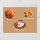 Recherche de oursin cartes postales Nature