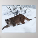 Recherche de vagabondage posters Animal