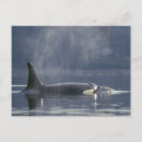 Recherche de orque cartes postales Animal
