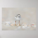 Recherche de tuyauterie posters Oiseau