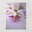 Recherche de maille cartes postales Fleur