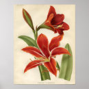 Recherche de amaryllis art Plante