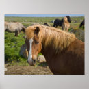 Recherche de poney islandais posters Ferme