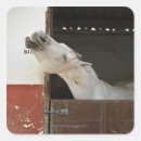 Recherche de photo de cheval autocollants Animal