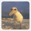 Recherche de kevin autocollants Oiseau