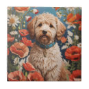 Recherche de labradoodle carreaux Mignon