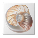 Recherche de nautilus carreaux Coquille de nautilus