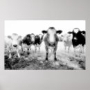 Recherche de vache posters Drôle