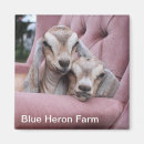 Recherche de chèvre mignonne magnets Chèvres