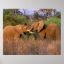 Recherche de kenya posters Plante