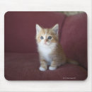 Recherche de chat domestique tapis souris Horizontal