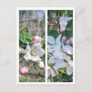 Recherche de pommier cartes postales Photographies